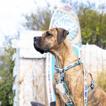 Gestromter Hund trägt ein buntes Geschirr mit Surfbrett-Muster, steht draußen mit Surfbrett und Grünpflanzen im Hintergrund.