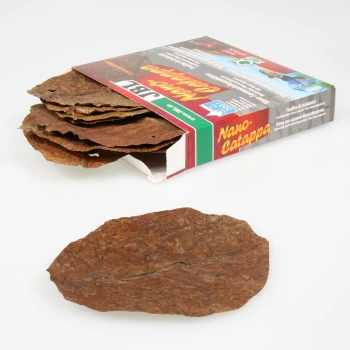 Nano-Catappa Une boîte de feuilles de Nano Catappa avec plusieurs feuilles brunes texturées partiellement visibles, une feuille au premier plan.