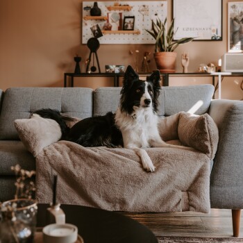 Ein schwarz-weißer Border Collie entspannt sich auf einem gemütlichen Sofa mit einer beigen Decke, umgeben von stilvollem Wohnzimmerdekor.