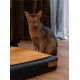 Eine braune Katze mit großen gelben Augen sitzt neben einem plüschigen Haustierbett mit einem hellbraunen Oberteil und schwarzem Boden, auf einem Holzboden.