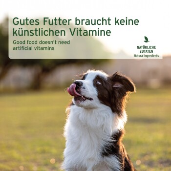 Ein glücklicher Border Collie mit herausgestreckter Zunge, der in einem grasbewachsenen Feld nach oben schaut, begleitet von einem Text, der für natürliches Hundefutter ohne künstliche Vitamine wirbt.