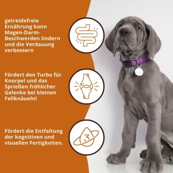 Ein grauer Deutsche Dogge Welpe mit einem lila Halsband steht neben einem Text über die Vorteile einer getreidefreien Ernährung für die Gesundheit.