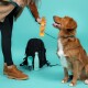 Une femme en veste confortable tient une friandise pour un golden retriever heureux, avec un sac à dos noir et une bouteille d'eau en arrière-plan.