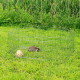 Zwei Kaninchen in einem Metall-Drahtgehege auf grünem Gras mit hohen Pflanzen im Hintergrund.