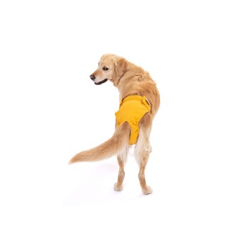 Ein Golden Retriever trägt eine leuchtend gelbe Hundewindel und schaut über die Schulter vor einem weißen Hintergrund.