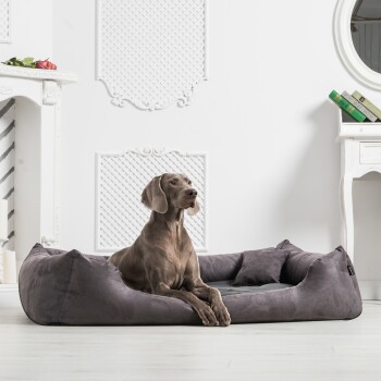 Ein brauner Hund liegt auf einem plüschigen grauen Hundebett in einem stilvollen Raum mit weißen Wänden und dekorativen Elementen.