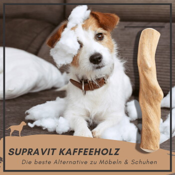 Ein verspielter braun-weißer Hund sitzt auf einer Couch mit weißer Füllung, neben einem Holzkaustick. Text: "SUPRAVIT KAFFEEHOLZ die beste Alternative."