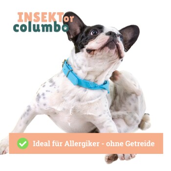 Ein verspielter Französischer Bulldogge mit einem blauen Halsband, der sich das Ohr kratzt. Der Textüberlagerung lautet "INSEKT oder columbo" und "Ideal für Allergiker - ohne Getreide."