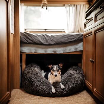 Ein kleiner Hund mit schwarz-weißen Fell liegt bequem auf einem flauschigen grauen Haustierbett, das unter einem Holzbett in einem gemütlichen, gut beleuchteten Wohnmobil-Interieur positioniert ist.
