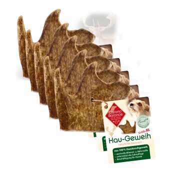 natürliches Damhirsch Kaugeweih 5xXL, 5x