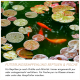 Oranger Koi zwischen Seerosenblättern mit Wassertropfen; Banner mit der Aufschrift 'Fütterungsempfehlung Reptilien & Fische'.