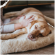 Ein entspannter gelber Labrador-Retriever liegt auf einem plüschigen Hundebett und wird sanft von einer Person mit einem leichten Pullover gestreichelt.