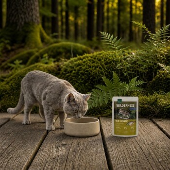 Gray cat drinking from beige bowl on a wooden deck in a mossy forest, next to a bag labeled "WILDERNESS True Country" cat food. – AI-generated
