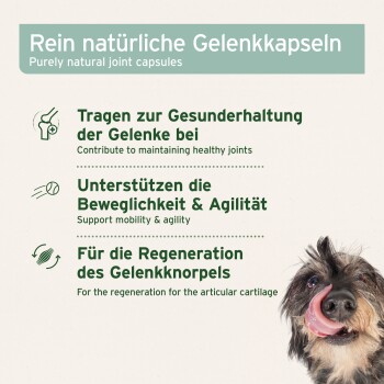 Rein natürliche Gelenkkapseln, mit Text, der Vorteile für die Gelenkgesundheit, Mobilität und Knorpelregeneration hervorhebt, neben einem glücklichen Hund.