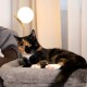 Eine schildpattfarbene Katze, die sich bequem auf einem weichen grauen Haustierbett ausruht, mit einer modernen Lampe im Hintergrund und sanften Vorhängen.