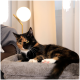 Eine schildpattfarbene Katze, die sich bequem auf einem weichen grauen Haustierbett ausruht, mit einer modernen Lampe im Hintergrund und sanften Vorhängen.