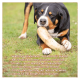 Ein Hund kaut auf einem großen Knochen im Gras, mit einem Text, der "Wildfang® Rinderhorn - Kauhorn für Hunde" und seine natürlichen Zutaten zeigt.