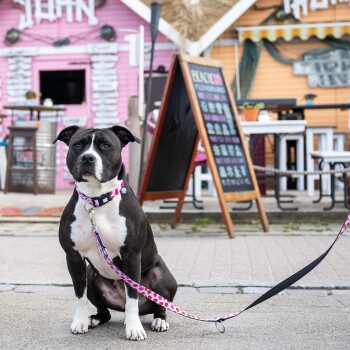 Schwarz-weißer Hund mit rosa halsband und Leine mit Herzmuster, sitzend auf Gehweg vor bunten Geschäften.