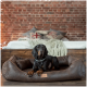Ein schwarzer und brauner Hund, der auf einem plüschigen, braunen Haustierbett in einem gemütlichen Raum mit einer Ziegelwand ruht, mit einem Bett mit einer grünen Decke und dekorativen Kissen.