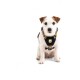 Ein kleiner Hund, der ein schwarzes Geschirr trägt, sitzt vor einem weißen Hintergrund und zeigt das Design und die Passform des Geschirrs.