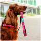 Roter Hund trägt ein buntes Halsband und hält eine passende Leine mit dem Anhänger "Max & Molly Urban Pets" im Maul.