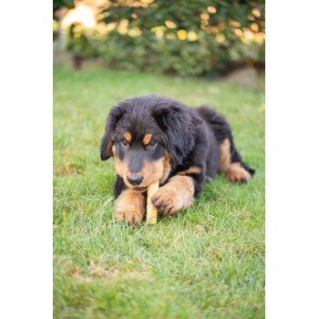 Ein verspielter Rottweiler-Welpe liegt auf grünem Gras und kaut auf einem Kauspielzeug, mit einem neugierigen Ausdruck.