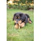 Ein verspielter Rottweiler-Welpe liegt auf grünem Gras und kaut auf einem Kauspielzeug, mit einem neugierigen Ausdruck.