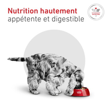 Chien mangeant dans une gamelle rouge ; texte visible Nutrition hautement appétente et digestible et badge Veterinary Nutrition