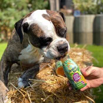 Ein gestromter und weißer Hund genießt einen Gemüsesnack aus einer Flasche mit der Aufschrift "Genius Pet Veggie Snack Hund", die von einer Person gehalten wird.