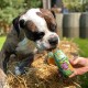 Ein gestromter und weißer Hund genießt einen Gemüsesnack aus einer Flasche mit der Aufschrift "Genius Pet Veggie Snack Hund", die von einer Person gehalten wird.