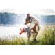 Ein nasser, flauschiger Australian Shepherd Hund trägt fröhlich ein rot-weißes Spielzeug im Mund, während er im hohen Gras nahe einem See steht.