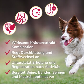 Braun-weißer Hund, der auf Gras läuft, mit deutschem Text, der die Vorteile natürlicher Kräuterextrakte für die Gesundheit von Haustieren auflistet.