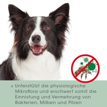 Ein lächelnder schwarz-weißer Hund mit aufmerksamen Ohren, neben einer Grafik, die die Unterstützung von Mikroflora und die Prävention von Milben und Bakterien fördert.