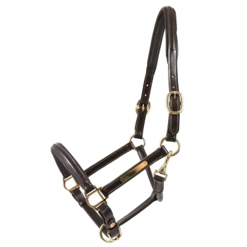 Nahaufnahme eines braunen Leder-Haustiergeschirrs mit goldenen Metall-Schnallen und Ringen, vor einem weißen Hintergrund.