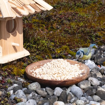 Ein Blaumeise pickt an einem Haufen Vogelfutter auf einem Holzbrett, neben einem Holzvogelhaus, umgeben von Kieseln und Moos.