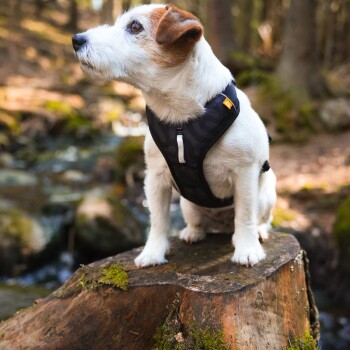 Ein kleiner, weiß-brauner Hund mit einem schwarzen Geschirr sitzt auf einem moosbedeckten Baumstamm in der Nähe eines Baches im Wald.