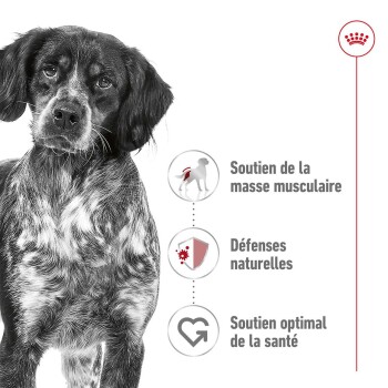 Gros plan d'un chien brun et blanc sérieux avec le texte : "Soutien musculaire," "Défenses naturelles," "Soutien optimal à la santé."