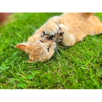 Eine verspielte orange getigerte Katze, die auf grünem Gras liegt, ein kleines Spielzeug mit ihren Pfoten hält und neugierig in die Kamera schaut.