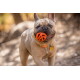 Franse Bulldog met een blauw-oranje halsband met een botvormige tag, houdt een oranje bal in zijn mond buiten.