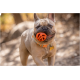 Bouledogue français portant un collier bleu et orange avec une médaille en forme d'os, tenant une balle orange dans sa bouche en extérieur.