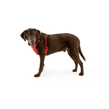 Ein schokoladenfarbener Labrador Retriever trägt ein leuchtend rotes Geschirr, steht vor einem weißen Hintergrund und schaut zur Kamera.