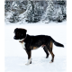 Ein mittelgroßer Hund mit einem gestromten Fell steht in einer verschneiten Landschaft, umgeben von immergrünen Bäumen.