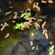 Eine Nahaufnahme eines Teiches mit schwimmenden grünen Pflanzen und getrockneten Blättern, mit zwei Schildkröten, die teilweise im Wasser sind.