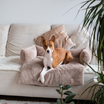 Ein Basenji-Hund, der auf einem plüschigen Hundebett mit Armlehnen entspannt, das auf einem beigen Sofa steht, umgeben von dekorativen Kissen und einer Pflanze.
