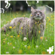 Eine flauschige graue Katze, die in einem Feld von Wildblumen entspannt, umgeben von grünem Gras und bunten Blüten.