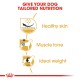 Infographic promoting tailored nutrition for dogs, highlighting benefits: healthy skin, muscle tone, and ideal weight.