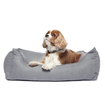 Ein Cavalier King Charles Spaniel, der auf einem weichen grauen Hundebett ruht und mit einem neugierigen Ausdruck nach oben schaut.