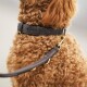 Hundehalsband Plain Earth XXL