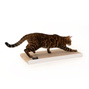 Eine Bengal-Katze mit geflecktem Fell kratzt an einem rechteckigen Pappkratzbrett vor einem weißen Hintergrund.