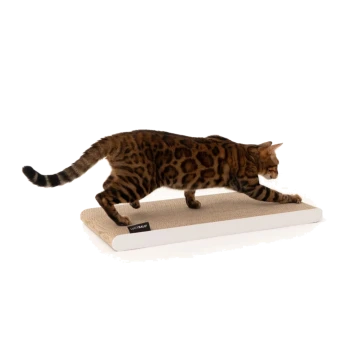 Eine Bengal-Katze mit geflecktem Fell kratzt an einem rechteckigen Pappkratzbrett vor einem weißen Hintergrund.